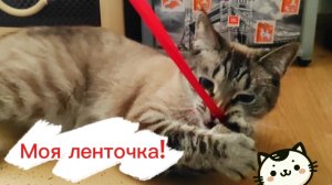 😎🤠😏Аксель в игре: поймать неуловимое! 😹😹😂