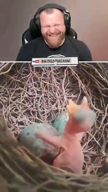 Петренто шортс петренто petrento реакция прикол приколы мем мемы юмор смех memes funny смотреть онлайн