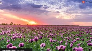 Кирилл поёт песню я приду когда зацветёт весна