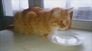 Коты, валерьянка и сушняк