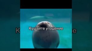 пажалуйста кушати угащэние
