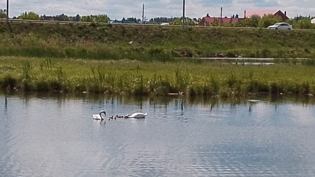 Лебеди🦢
