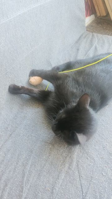 Красотуля решила протестировать игрушку.