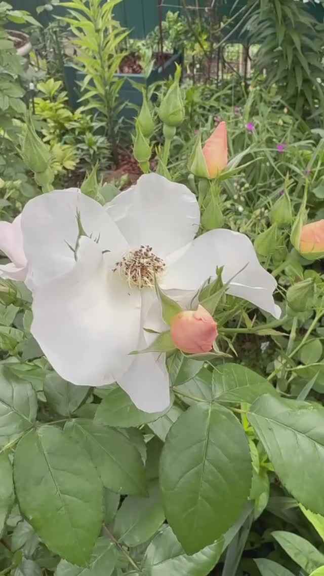 Салли Холмс🕊️ начало 🌿 смотреть онлайн