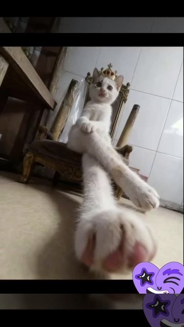 Милые котеки
