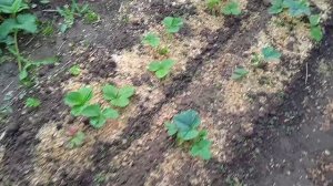 Подкормка клубники во время цветения для размера ягод и сахаристости