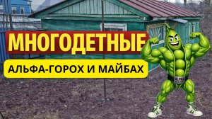 #9 Наша Дача. Впервые в жизни сажаю грядку. Переселенец из Прибалтики.