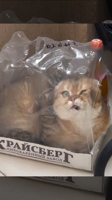 Погуляли вчера... смотреть онлайн