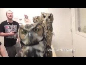 Совы и камера