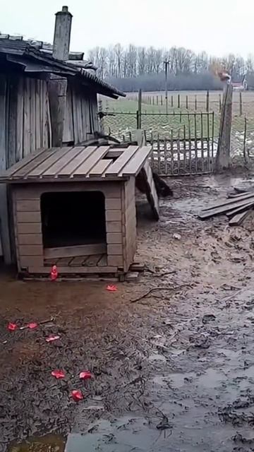 Гусь хулиган