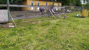 Гуси 🪿 на прогулке. Утки 🦆 в очереди