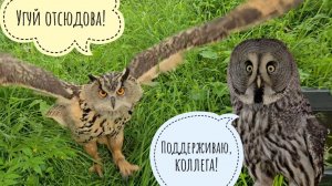 Сова Ёль выгоняет меня из вольера. Неясыть Кофи и его дела. Петушок фазана готовится к выписке