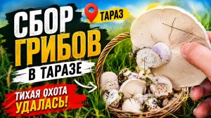 «После дождя горы ожили 🍄 Поиск грибов возле Тараза» #тараз #казахстан #грибы