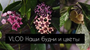 Vlog наши будни и цветы