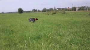 Курцхаар Вайд, дупель