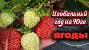 Мы изобильны, первые ягоды в южном саду