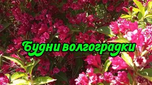 30-05-2026 Цветение вейгелы. Поспела жимолость. Зацвела актинидия (северное киви).