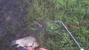 Рыбалка на карася 16 05 26 Дедушка водяной раздаёт огромных карасей