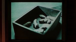 Тебе осталось 7 дней (Отрывок из фильма «Звонок»)