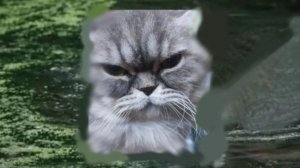 Муся это ты? О это ты Мася! (но в чг)