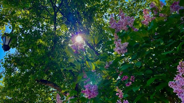 Утро, солнце🌞, одуванчики и сирень🌳🧡🌾🌱💐