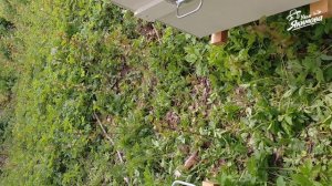 Запуск Пасеки под ключ в псковской области