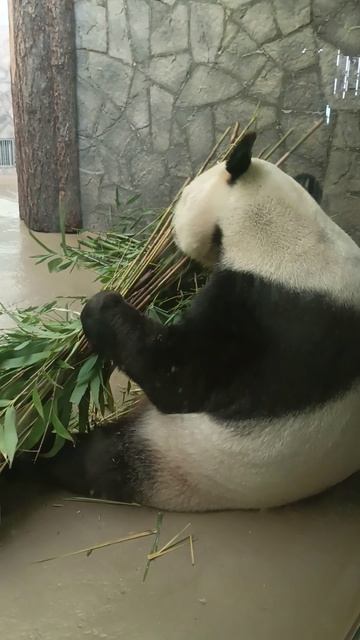 Ещё пандочка