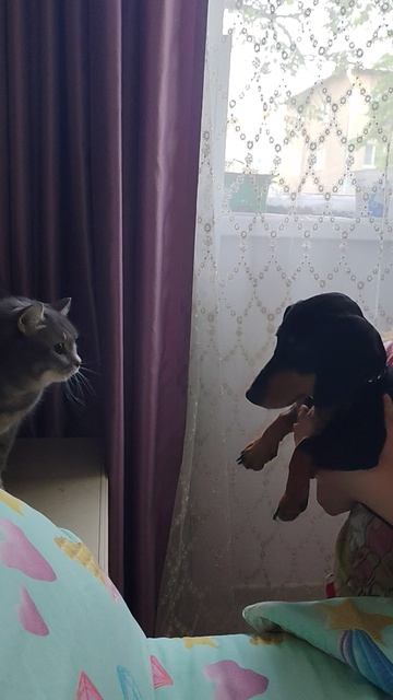 Новые гости