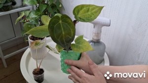 ОБРАБАТЫВАЮ РАСТЕНИЯ.КОМНАТНЫЕ РАСТЕНИЯ(ЦВЕТЫ).