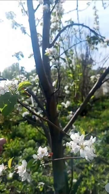 В деревне  утро  классно