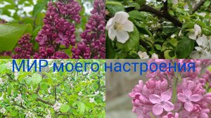 30.05.26 Дача.Что делать с яблоней?Сирень Красная Москва.