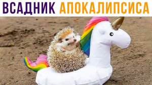 ЁЖИК - ВСАДНИК АПОКАЛИПСИСА)) Приколы с животными