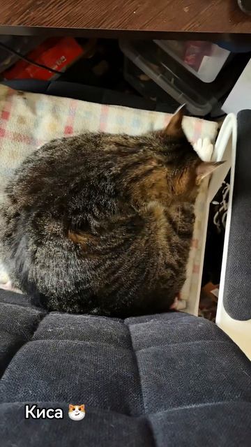 Киса 😼 смотреть онлайн
