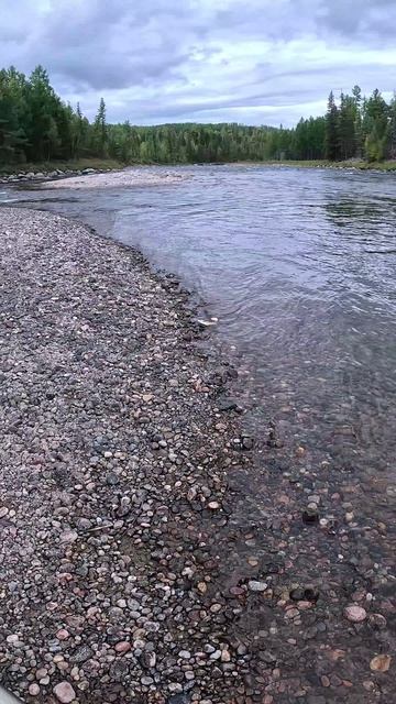 КАПРИЗНЫЙ ХАРИУС
