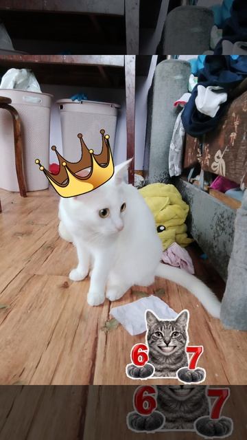Мой беляш