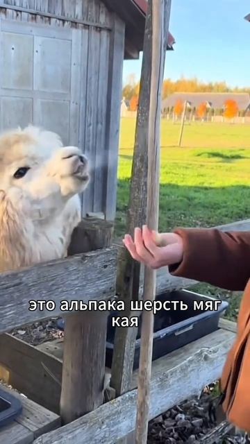 #популярное