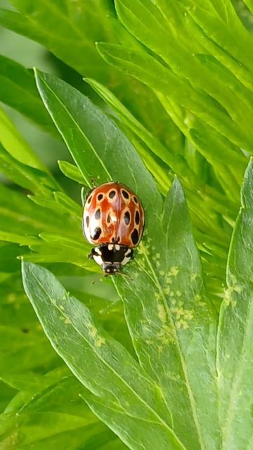 Коровка глазчатая (Anatis ocellata) — вид божьих коровок из подсемейства Coccinellinae. смотреть онлайн
