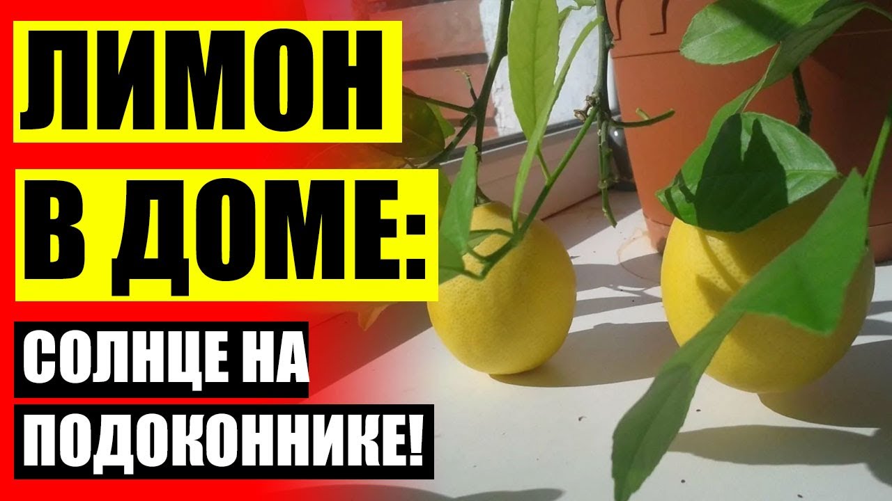 КАК ВЫРАЩИВАТЬ ЛИМОН В ДОМАШНИХ УСЛОВИЯХ НА ПОДОКОННИКЕ 🔔 КАК ПОСАДИТЬ ВЕТКУ ЛИМОНА смотреть онлайн