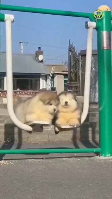 Прикольные СОБАЧКИ #собачки #щенки #маленькие #пушистики  #Funny #Cute #puppy #dogs