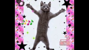 Котик танцует под музыку.