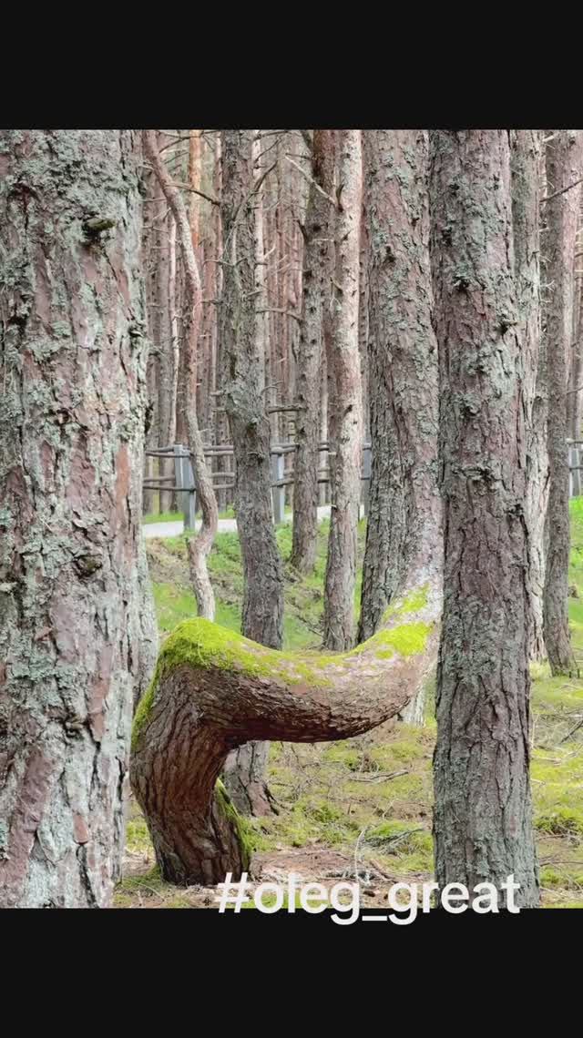 Куршская коса и танцующий лес