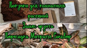 Покупки для комнатных растений. Тестирую новый кокосовый субстрат . Пересадка Митраты Сильвер.