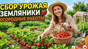 Много дел: первый сбор земляники, уход за рассадой, готовлю плацинды