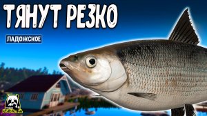 Просто внезапно подходят и тянут что даже не заметишь #рр4