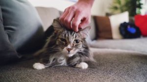 Кототерапия
