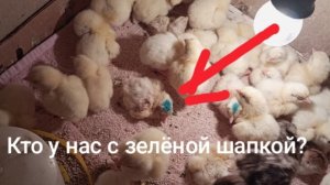 21е сутки инкубации. Стоило ли помогать? Пометила зеленкой- будем наблюдать. Виноград обработала.