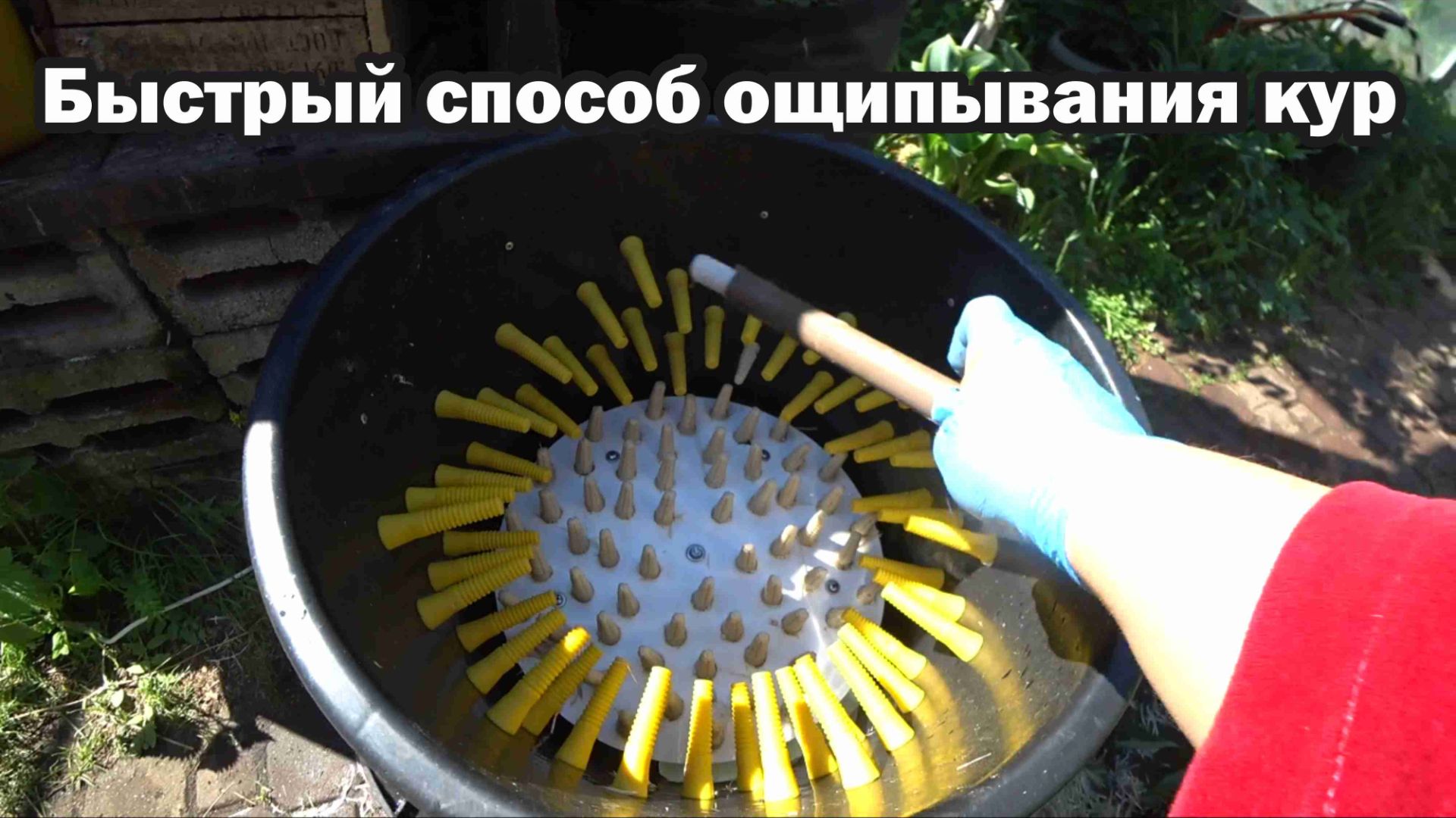 Самый быстрый способ ощипывание кур