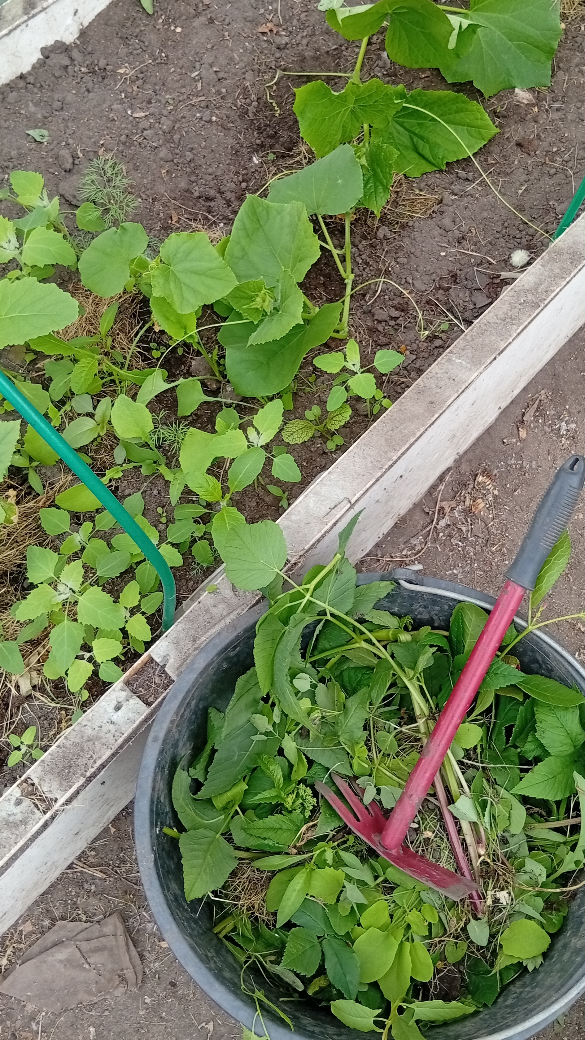 ПРОПОЛКА ОГУРЦОВ/ ГРЯДКИ В ТЕПЛИЦЕ/ОГОРОД СВОИМИ РУКАМИ #shorts #дача #garden