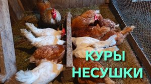 Домик в деревне Мои куры-несушки опомнились и нанесли яиц