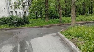 Район ничего  такой Красносельский